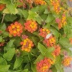 Lantana aculeata Flors