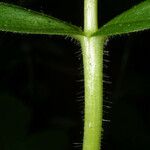 Triosteum angustifolium Bark