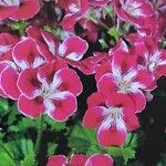 Pelargonium grandiflorum Fiore