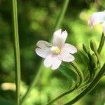 Epilobium alsinifolium Blüte