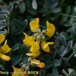 Hippocrepis valentina Muu