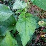 Scrophularia alpestris Leaf