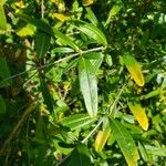Hypericum kalmianum ഇല