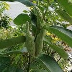 Asclepias speciosa Fruit