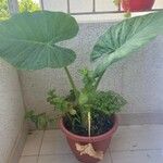 Colocasia esculenta葉