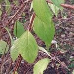 Philadelphus inodorus Blad