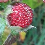 Potentilla indica Frutto