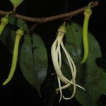 Xylopia aethiopica Λουλούδι