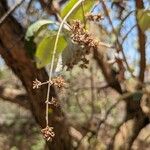 Buddleja cordata फूल