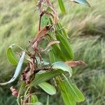 Rumex usambarensis Blad