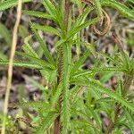Achillea alpina Ліст
