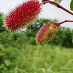 Clappertonia ficifolia Hedelmä