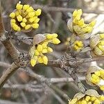 Cornus mas Flower