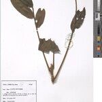 Trichilia megalantha Otro