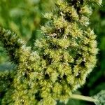 Amaranthus retroflexus Fruit