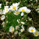 Erigeron annuus Blomma