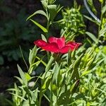 Linum grandiflorum Flower