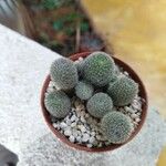 Rebutia heliosa Leaf