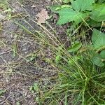 Carex virescens Leaf