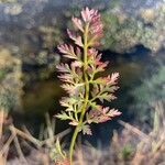 Selinum carvifolium Leaf