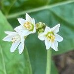 Nothoscordum bivalve Flor
