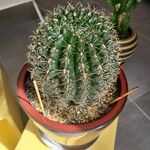 Gymnocalycium baldianum Листок