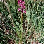Anacamptis laxiflora Hábito