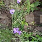 Vigna vexillata Hábito