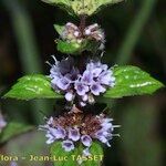 Mentha × gracilis Flower