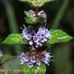 Mentha × gracilis പുഷ്പം