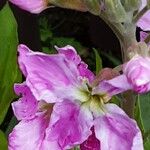 Matthiola incana Flor