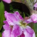 Matthiola incana Blomma