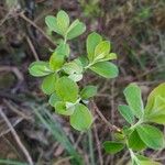 Salix capreaBlad