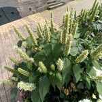 Agastache rugosa عادت داشتن