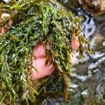 Lycopodium alpinum Blad