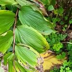 Maianthemum racemosum 葉