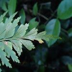 Asplenium buettneri Ліст