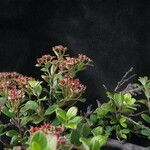 Spiraea arcuata Облик