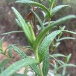 Cistus creticusLeht