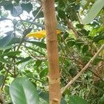 Psidium cattleyanum പുറംതൊലി