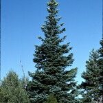 Abies procera Облик