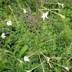 Nicotiana longiflora Hábito