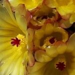 Ferocactus cylindraceus फूल
