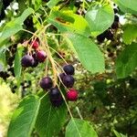 Amelanchier canadensis Fruit