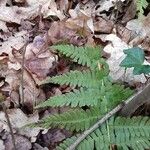 Dryopteris filix-mas Leaf