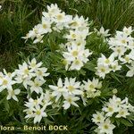 Anemonastrum narcissiflorum Habitus