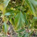 Hedera colchicaLeaf