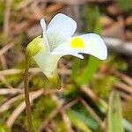 Pinguicula alpina Kwiat