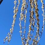 Oxydendrum arboreumVaisius