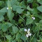 Lamium album Leht